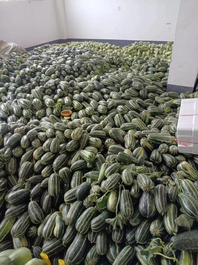 精品博洋甜瓜产地直发精品博洋9博洋61欢迎咨询