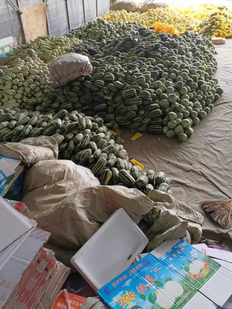 精品博洋甜瓜产地直发精品博洋9博洋61欢迎咨询