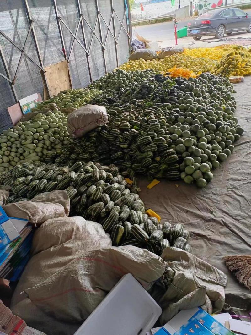 精品博洋甜瓜产地直发精品博洋9博洋61欢迎咨询