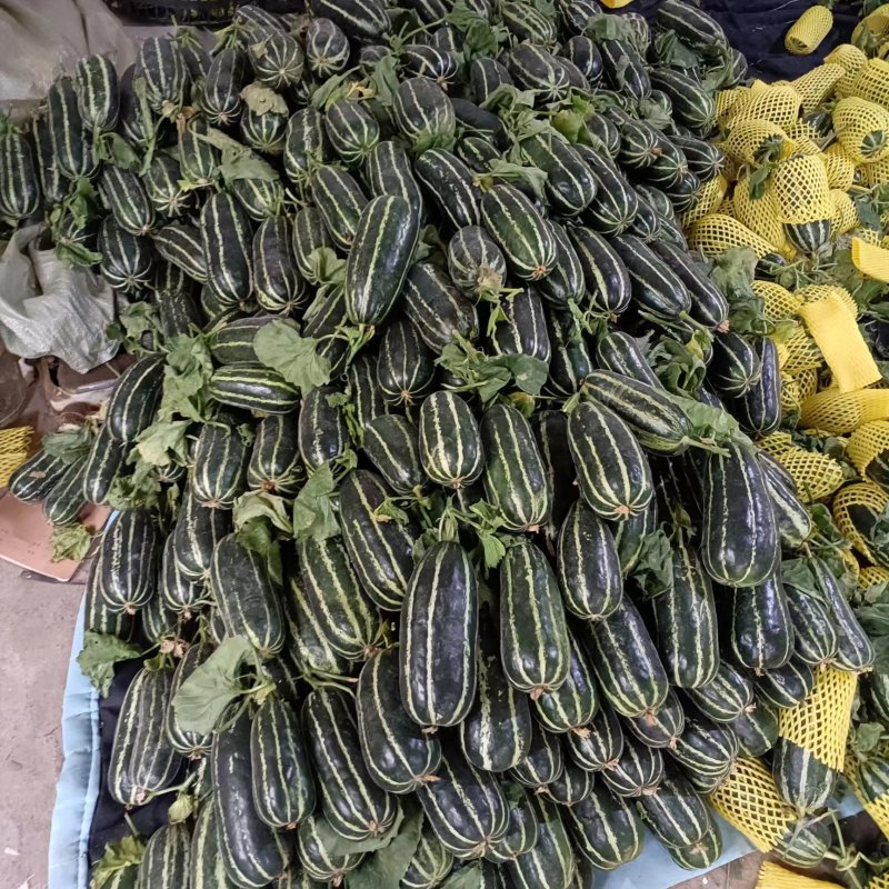 精品博洋甜瓜产地直发精品博洋9博洋61欢迎咨询