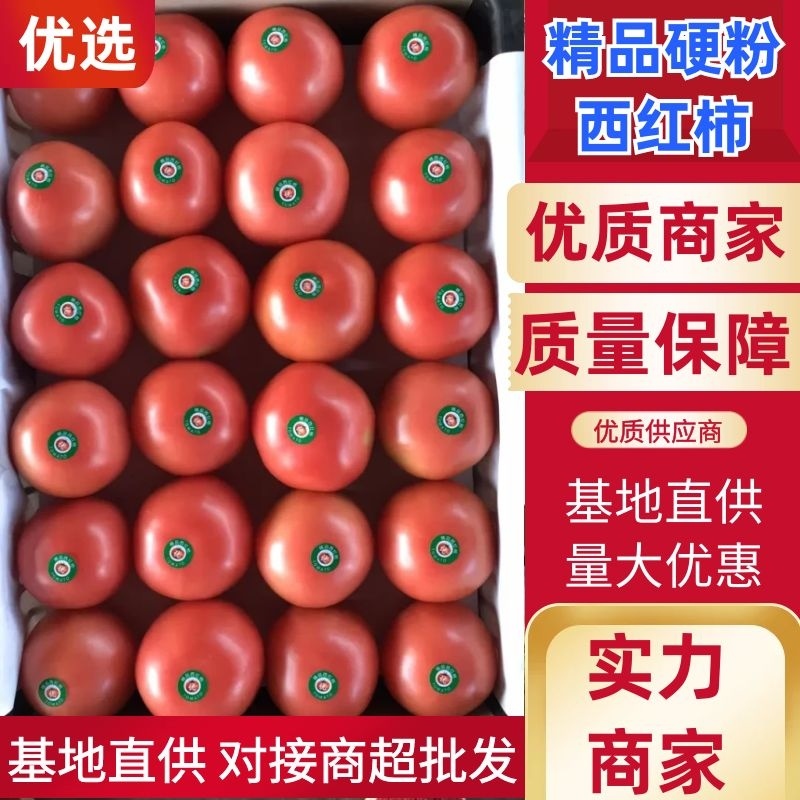 米易硬粉西红柿支持代办代发商超市场欢迎下单合作
