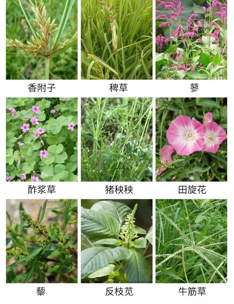 41%草甘膦异丙胺盐5公斤*4瓶除草剂果园荒地茶园杂