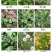 41%草甘膦异丙胺盐5公斤*4瓶除草剂果园荒地茶园杂