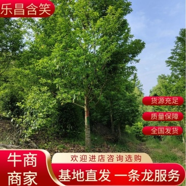 乐昌含笑大量上市产地发货量大从优欢迎来电