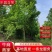 乐昌含笑大量上市产地发货量大从优欢迎来电