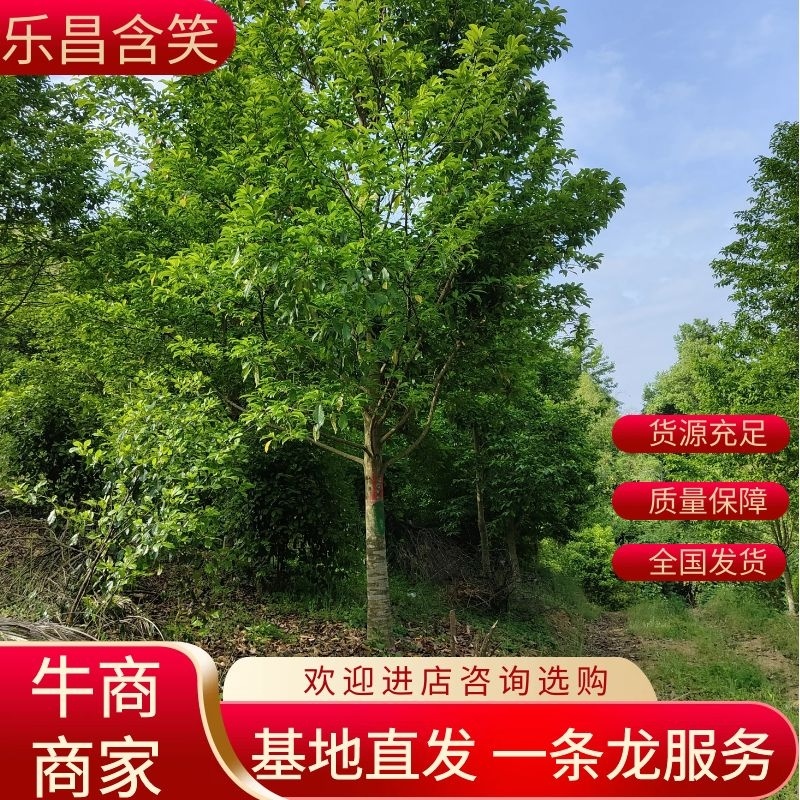 乐昌含笑大量上市产地发货量大从优欢迎来电
