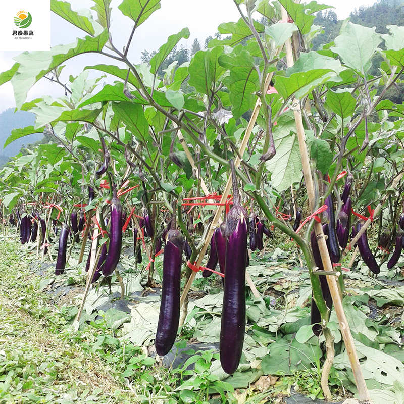 【牛商推荐】精品紫长茄瓜茄子烧烤茄子按需分拣