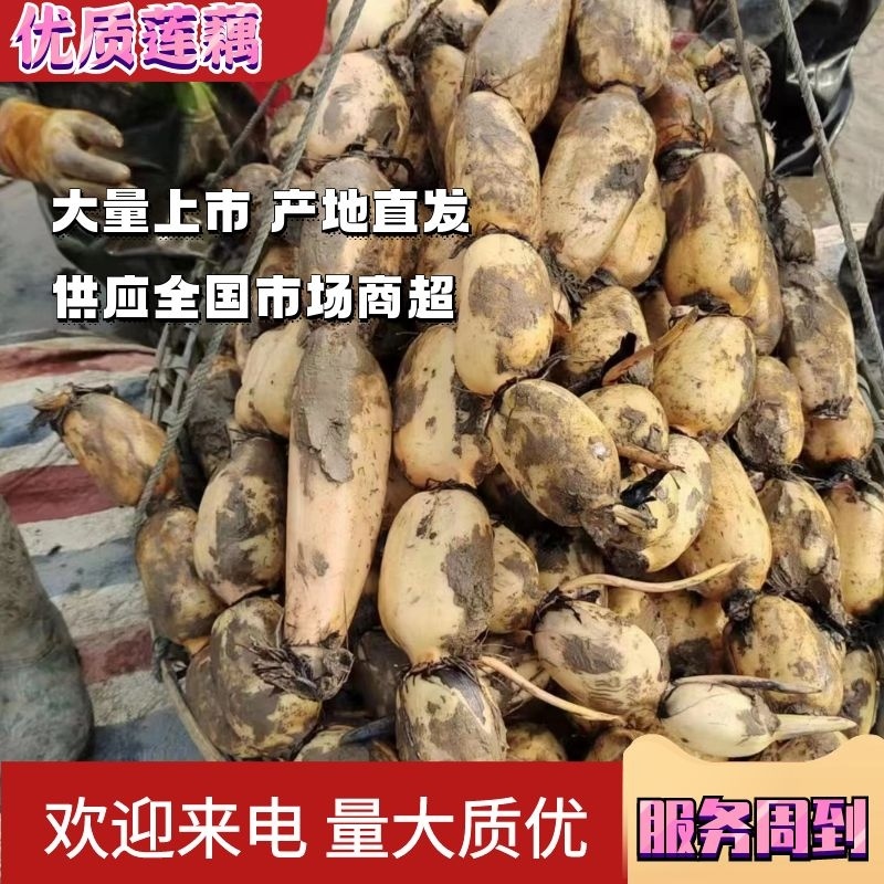 优质莲藕货量充足，每天可以走货，对接全国市场，电商，超市