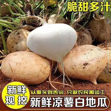 广东凉薯新鲜现挖白地瓜萝卜农家蔬菜现季清甜水果沙葛土番薯