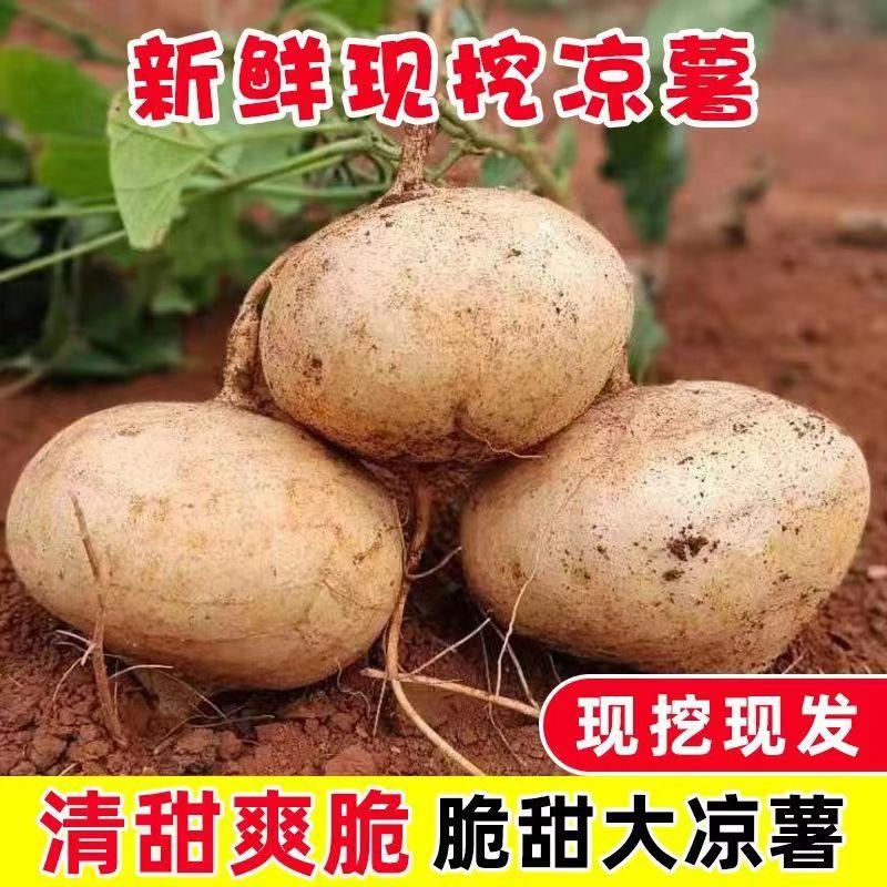 广东凉薯新鲜现挖白地瓜萝卜农家蔬菜现季清甜水果沙葛土番薯