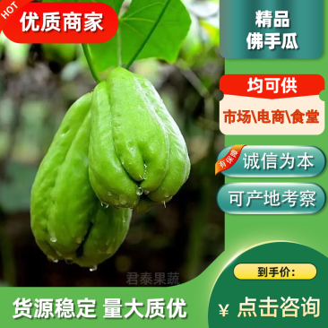 广东新鲜佛手瓜皮薄肉厚应季蔬菜扶手瓜丰收瓜洋捧瓜龙须菜福