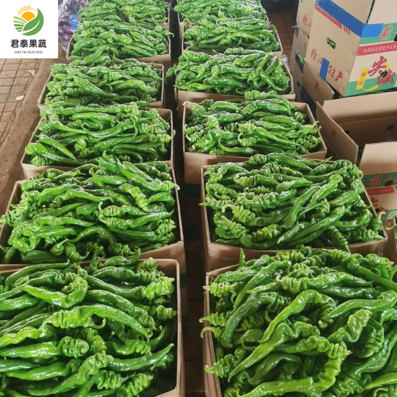 【推荐】螺丝椒广东湛江徐闻市场精品货电商货食堂货