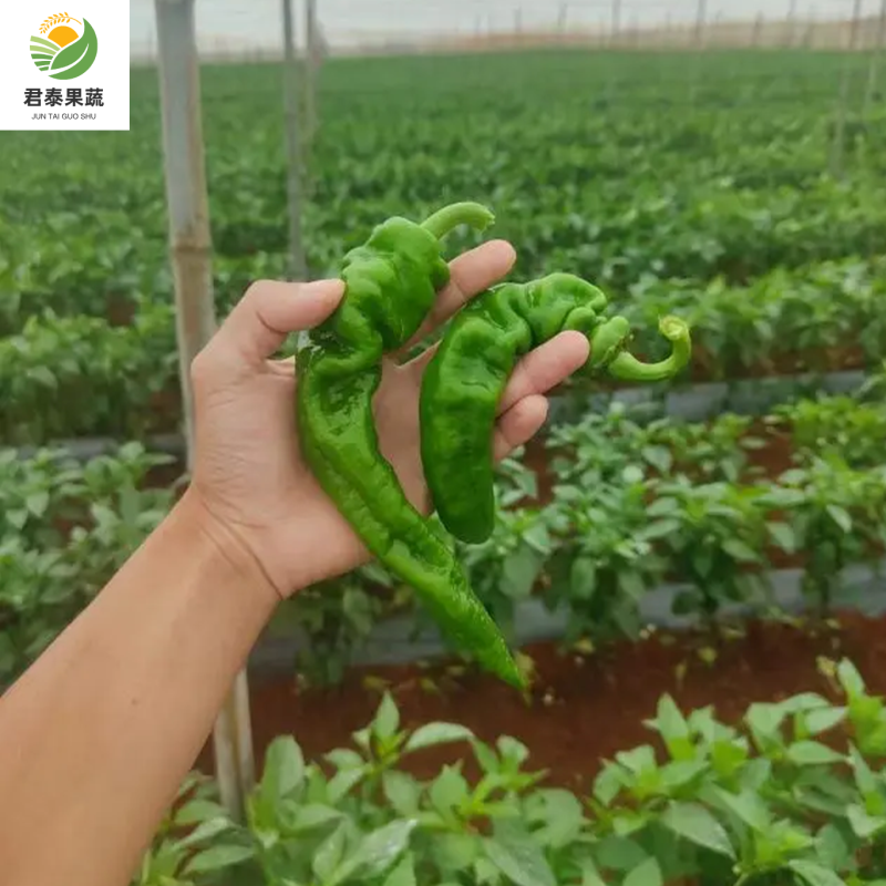 【推荐】螺丝椒广东湛江徐闻市场精品货电商货食堂货