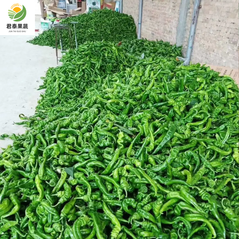 【推荐】螺丝椒广东湛江徐闻市场精品货电商货食堂货