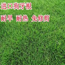 草坪狗牙根种子耐旱耐践踏四季常青矮生绿化工程护坡常用草籽
