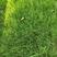 草坪狗牙根种子耐旱耐践踏四季常青矮生绿化工程护坡常用草籽
