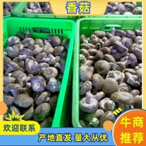 精品T2香菇河北基地发货品质好价格量大从优