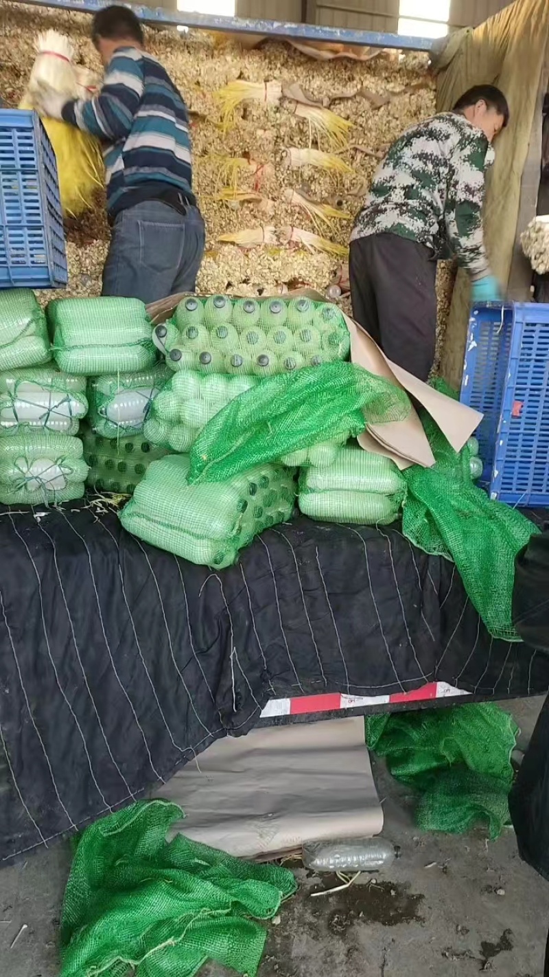 精品优质蒜黄基地直供一手货源品质保证诚信经营