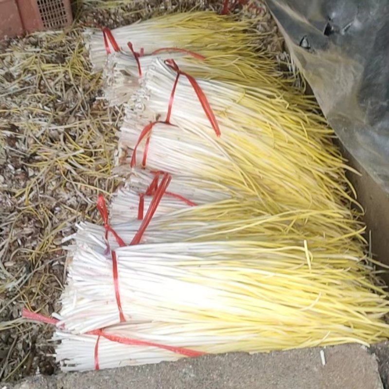 精品优质蒜黄基地直供一手货源品质保证诚信经营
