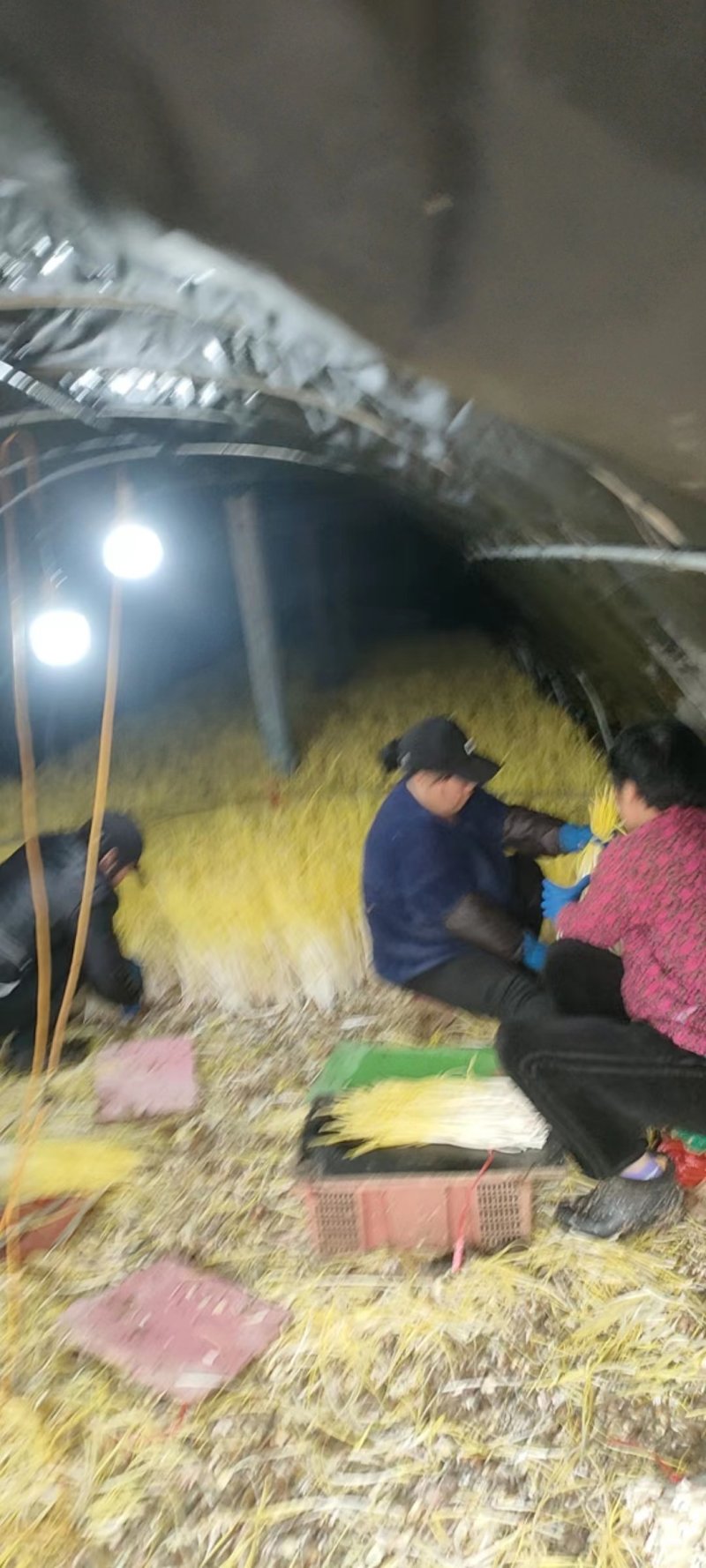 精品优质蒜黄基地直供一手货源品质保证诚信经营