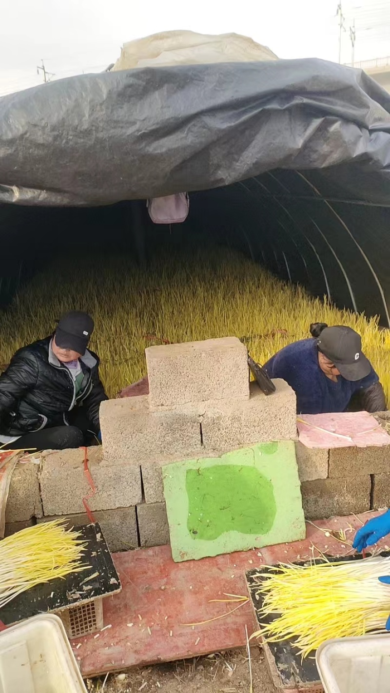 精品优质蒜黄基地直供一手货源品质保证诚信经营