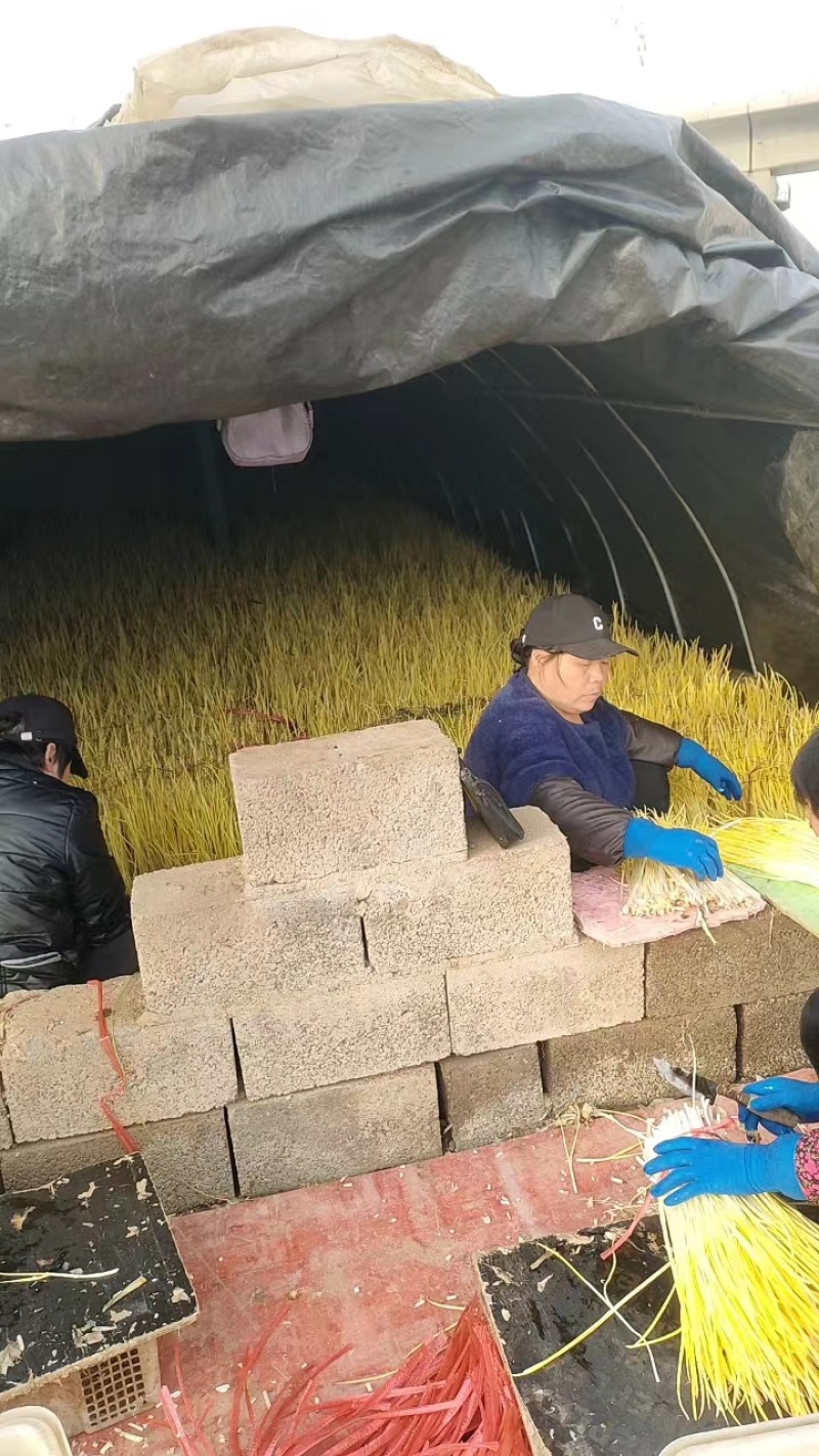 精品优质蒜黄基地直供一手货源品质保证诚信经营