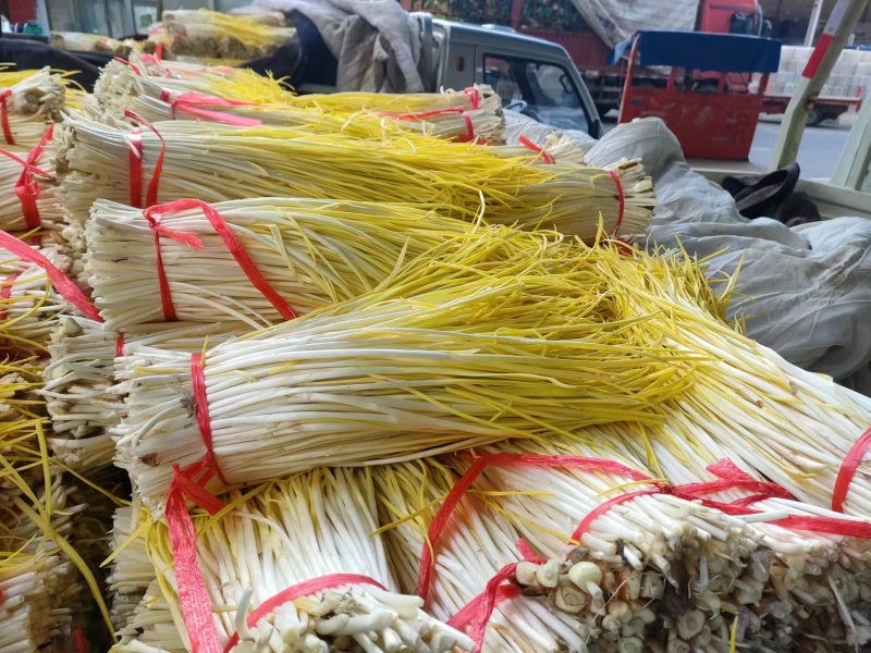 精品优质蒜黄基地直供一手货源品质保证诚信经营