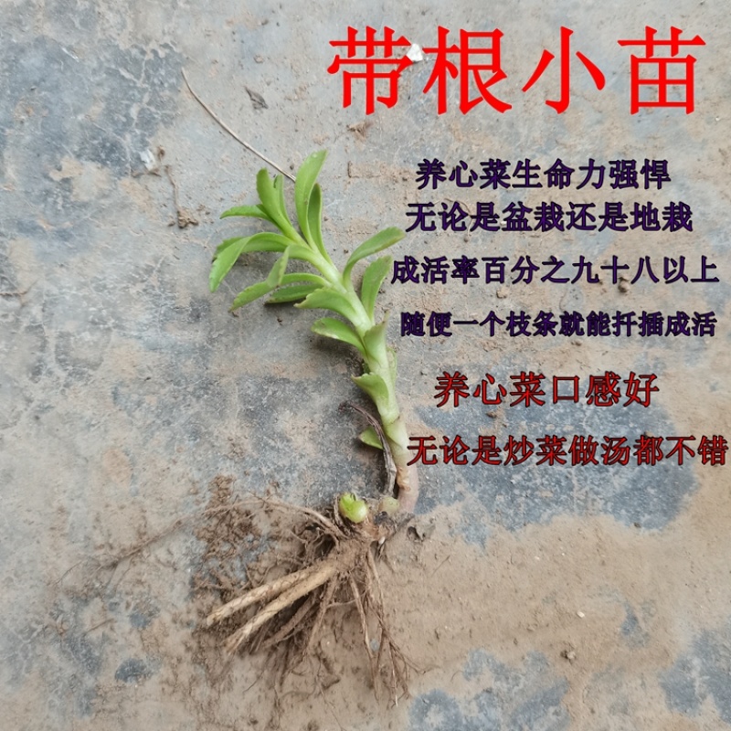 养心菜种苗养心菜苗子救心菜苗子阳台盆栽救心菜种苗