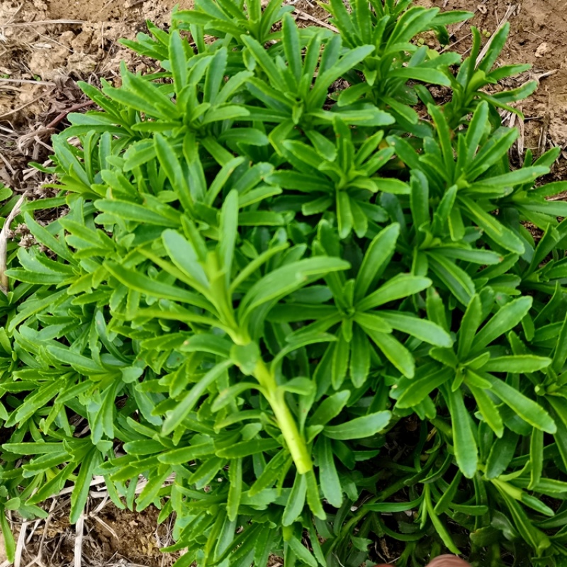 养心菜种苗养心菜苗子救心菜苗子阳台盆栽救心菜种苗