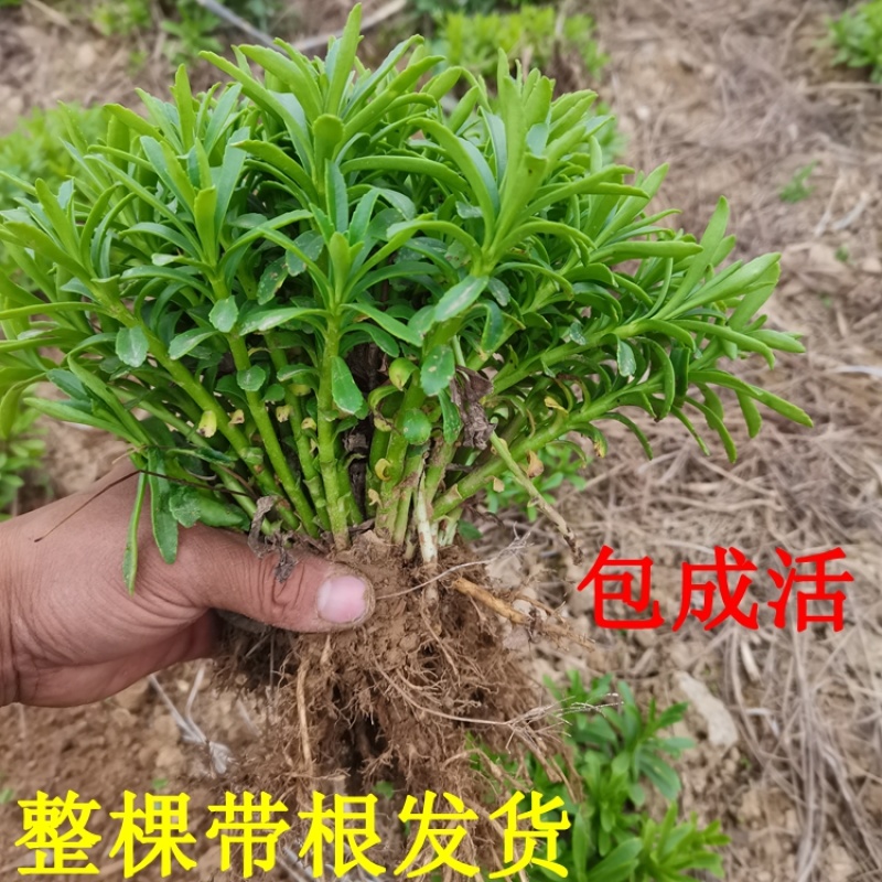 养心菜种苗养心菜苗子救心菜苗子阳台盆栽救心菜种苗