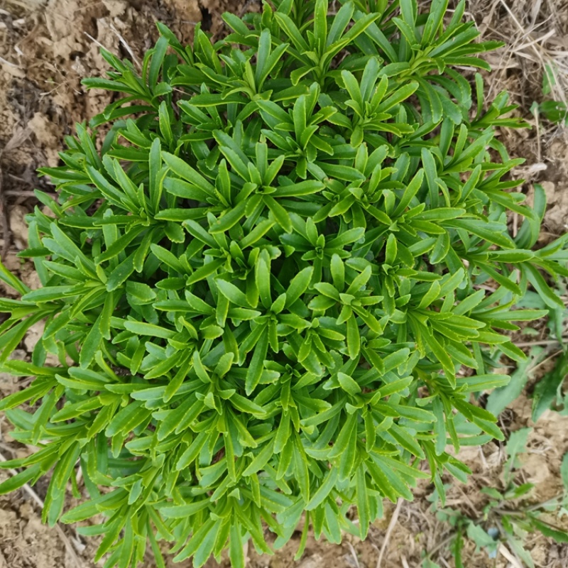 养心菜种苗养心菜苗子救心菜苗子阳台盆栽救心菜种苗