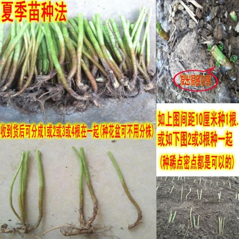 养心菜种苗养心菜苗子救心菜苗子阳台盆栽救心菜种苗