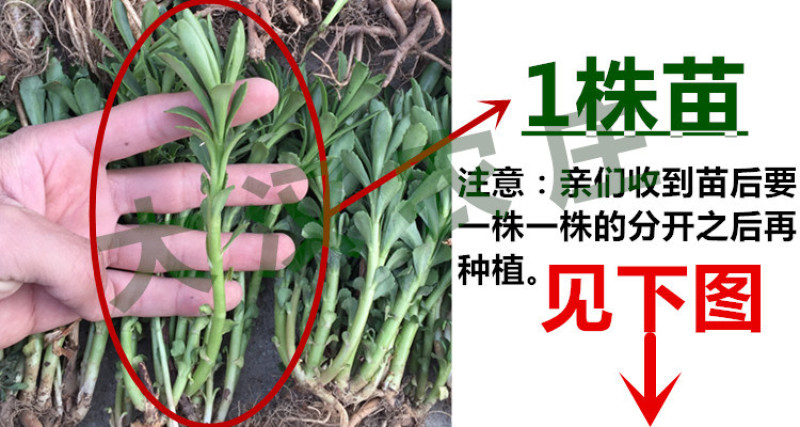 养心菜种苗养心菜苗子救心菜苗子阳台盆栽救心菜种苗