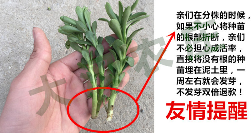 养心菜种苗养心菜苗子救心菜苗子阳台盆栽救心菜种苗