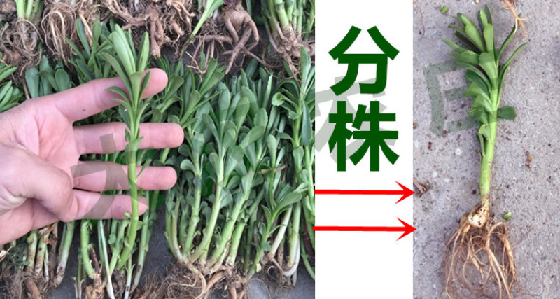 养心菜种苗养心菜苗子救心菜苗子阳台盆栽救心菜种苗