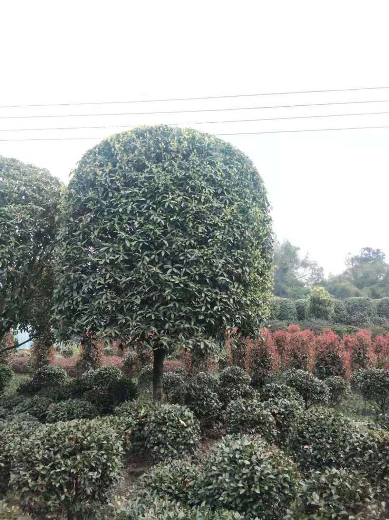 桂花树基地，八月桂苗圃直销10-20公分桂花