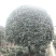 桂花树基地，八月桂苗圃直销10-20公分桂花