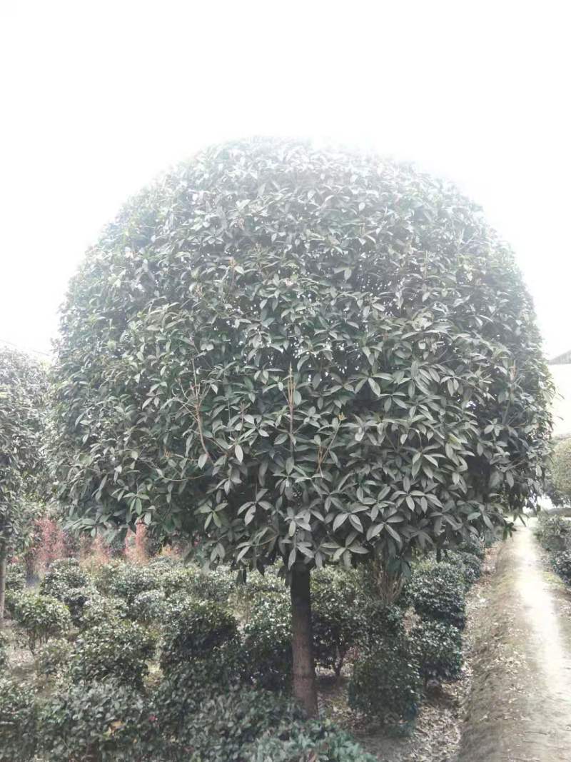 桂花树基地，八月桂苗圃直销10-20公分桂花