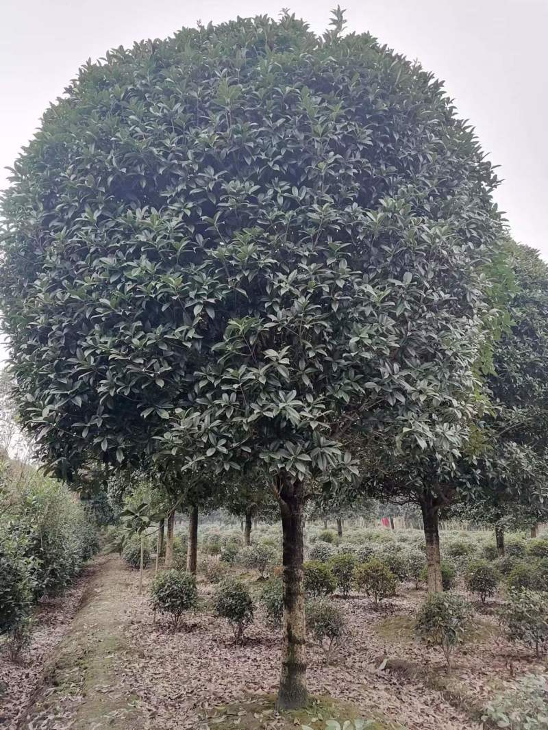 桂花树基地，八月桂苗圃直销10-20公分桂花