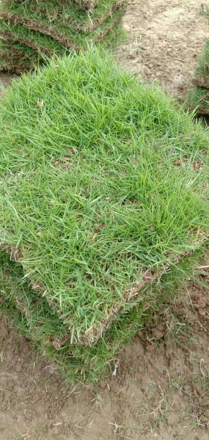 【产地直发】草坪草环保草皮工地草坪台湾草大量供货质量保证量大