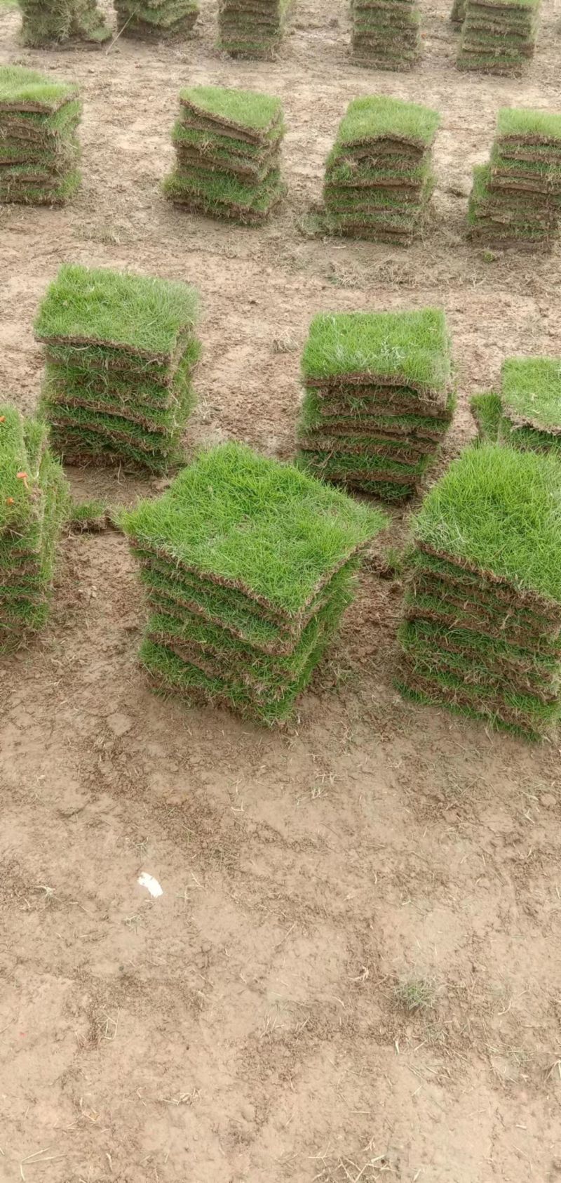 【产地直发】草坪草环保草皮工地草坪台湾草大量供货质量保证量大