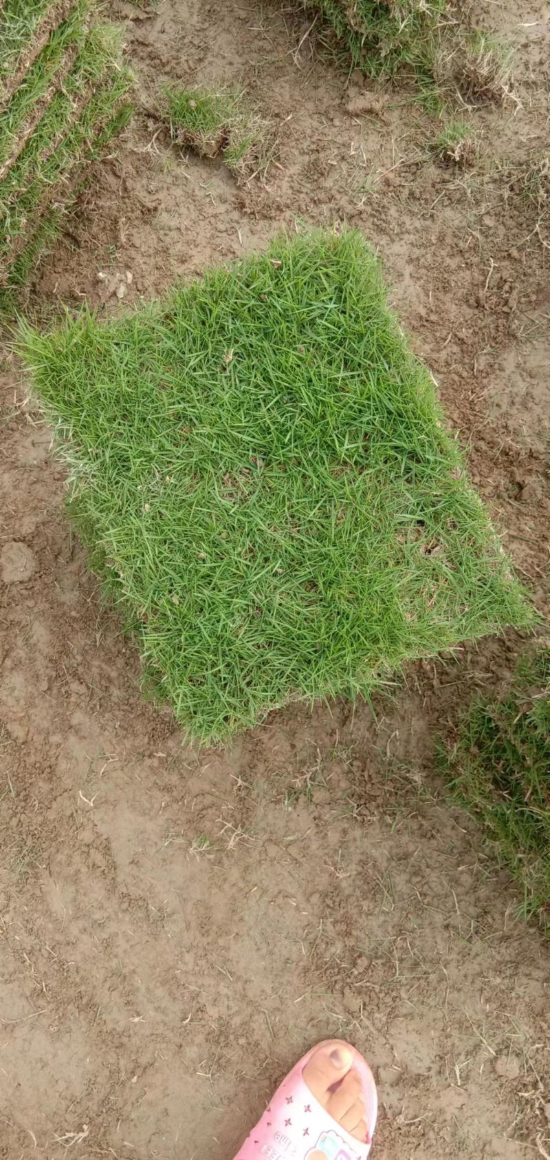 【产地直发】草坪草环保草皮工地草坪台湾草大量供货质量保证量大
