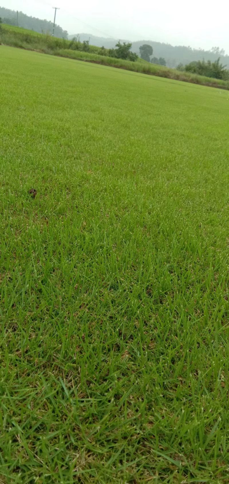 【产地直发】草坪草环保草皮工地草坪台湾草大量供货质量保证量大