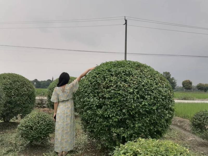 金禾女贞球产地金禾女贞球批发基地还有金禾女贞小苗