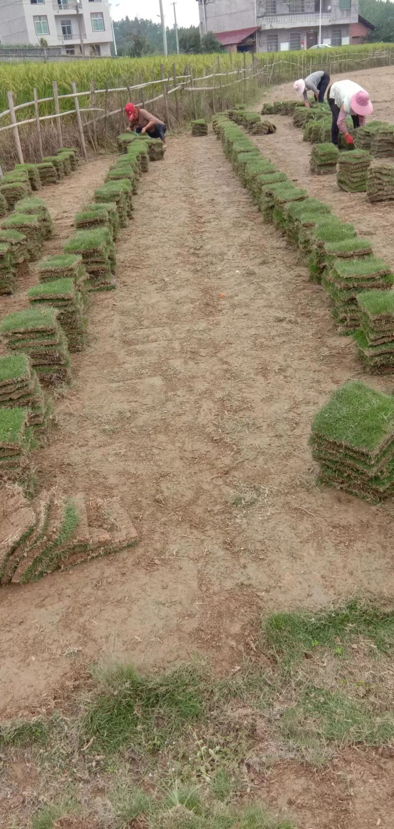 【产地直发】草坪草环保草皮工地草坪台湾草大量供货质量保证量大