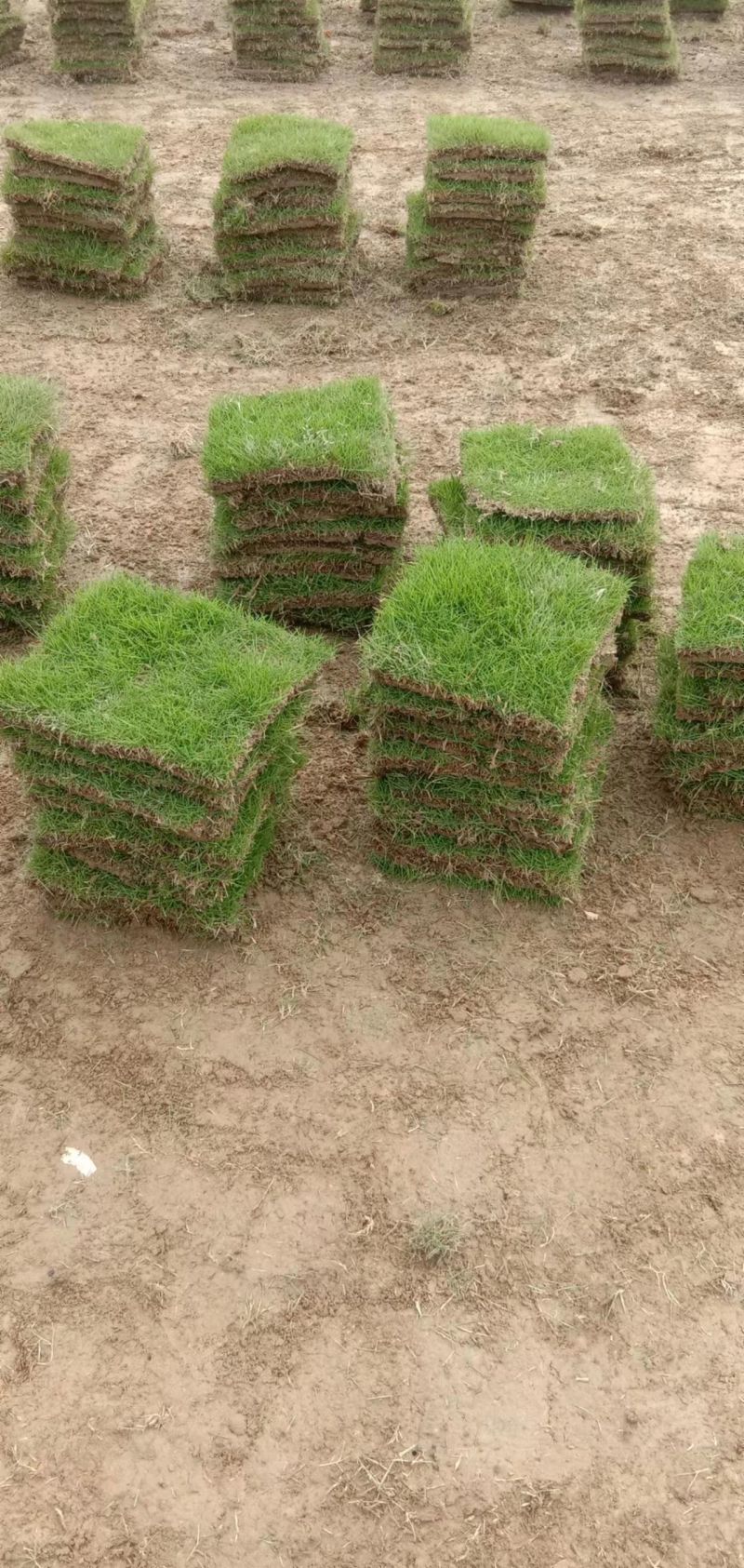 【产地直发】草坪草环保草皮工地草坪台湾草大量供货质量保证量大
