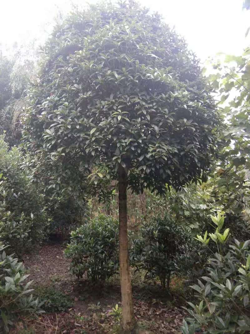 桂花工程树苗基地9-15公分桂花价格