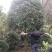 桂花工程树苗基地9-15公分桂花价格