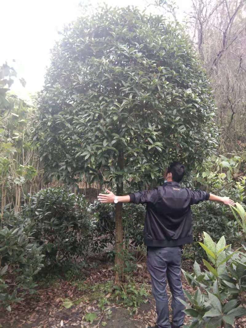 桂花工程树苗基地9-15公分桂花价格