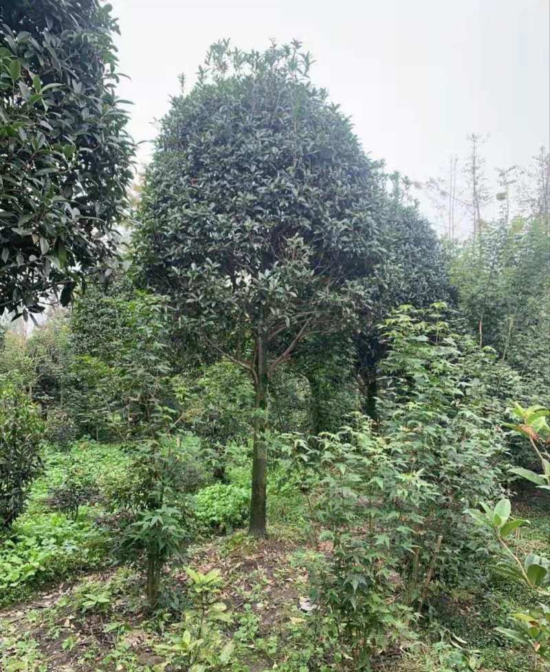 桂花工程树苗基地9-15公分桂花价格
